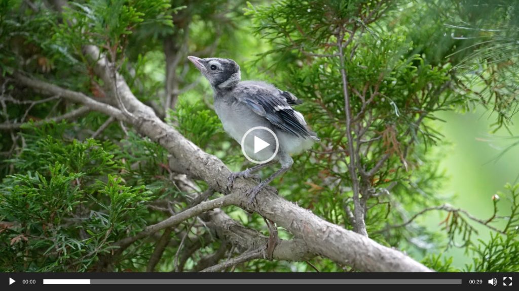 Blue Jay Fledgling getting ready for takeoff